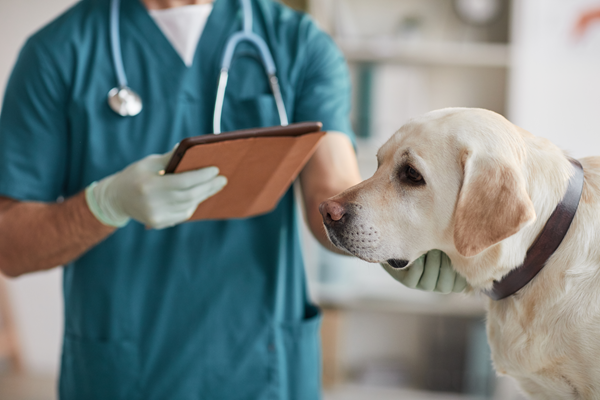 image for The Facts about Canine Infectious Respiratory Disease Complex (Kennel Cough)